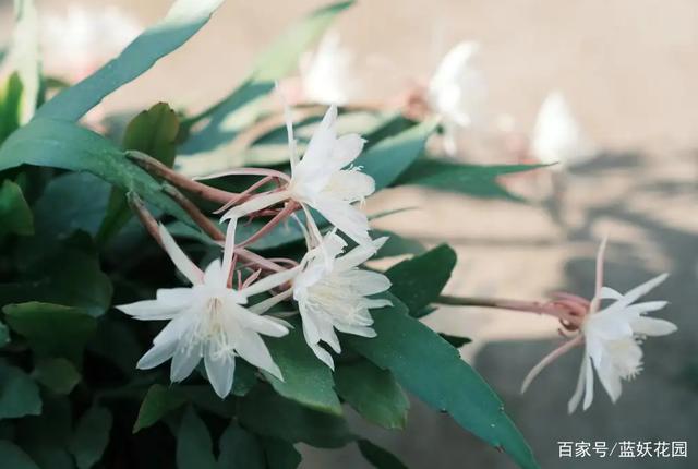 白天开花的昙花你见过吗？它就是小叶昙花，超级多花还很好养
