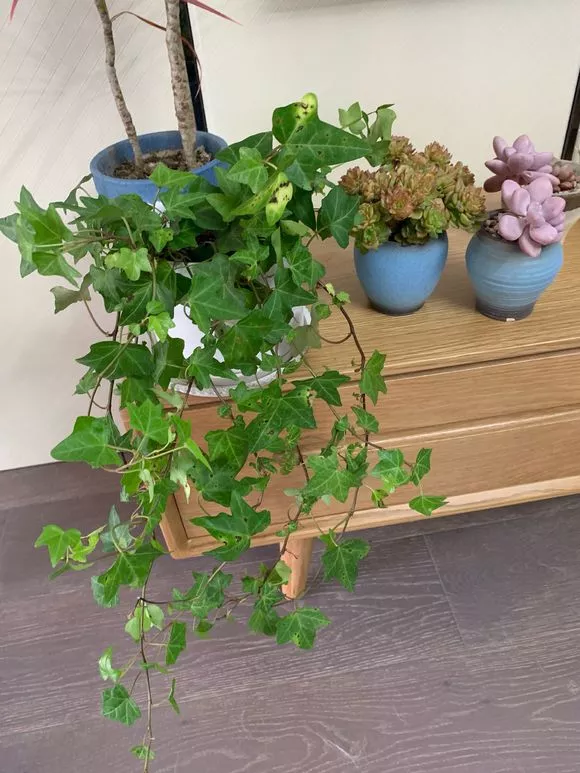 现在养3种“垂吊花”，3个月长成绿瀑布，窗帘都省了！