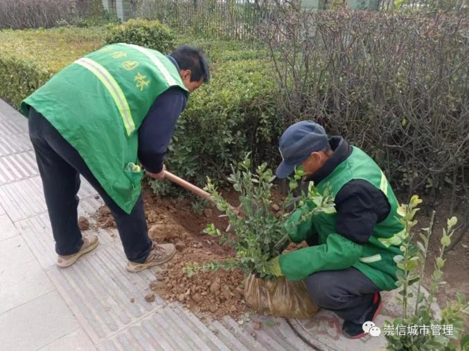 阳春三月 绿化补植补造正当时