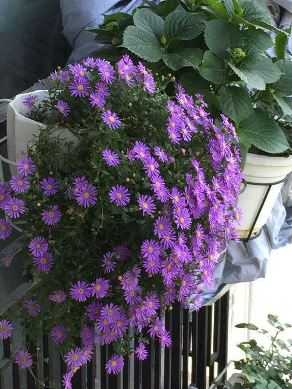 耐寒多年生草本花卉有哪些？