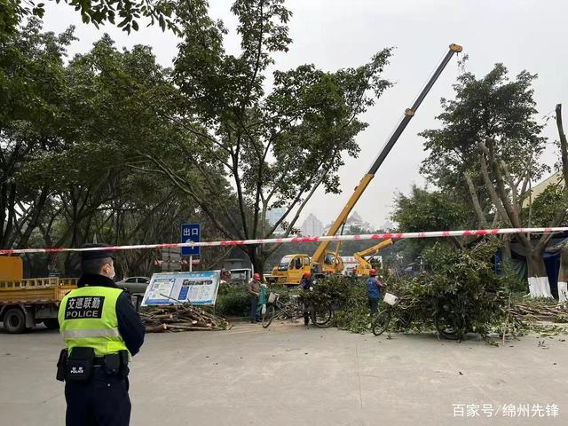 我为群众办实事：绿化作业剪枝危险存隐患巡逻三大队全力确保安全