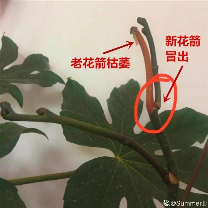 蟹爪兰开完了，从这里剪掉，还能再开一次