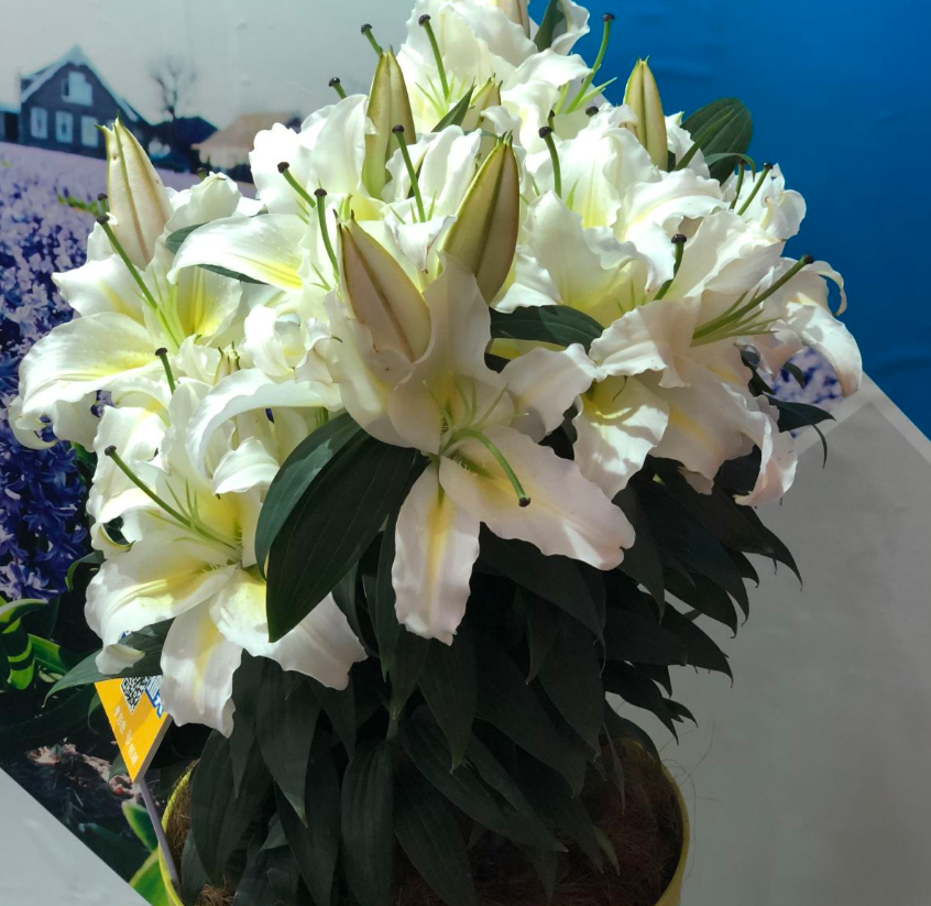 盆栽百合花谢了，别扔，剪一剪来年还能活