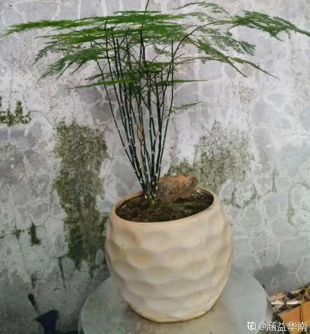 虎皮兰金钱树，2年也不长新芽，快给它扒层土，保证嗖嗖攒芽