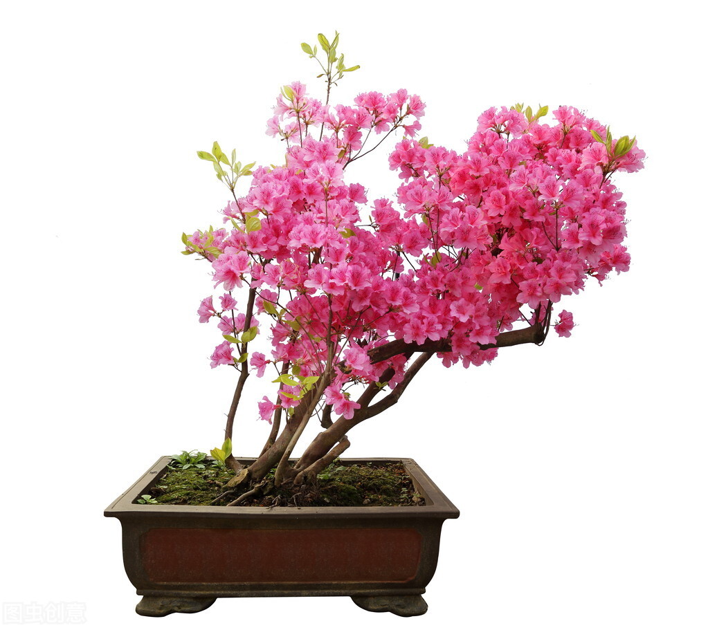 盆景一定得要名贵花木？试试这几种，平常花草一样造就漂亮盆景