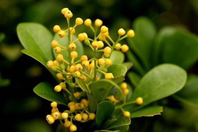 养好米兰花，少不了“4步”，花多味香花色金黄，花期更长