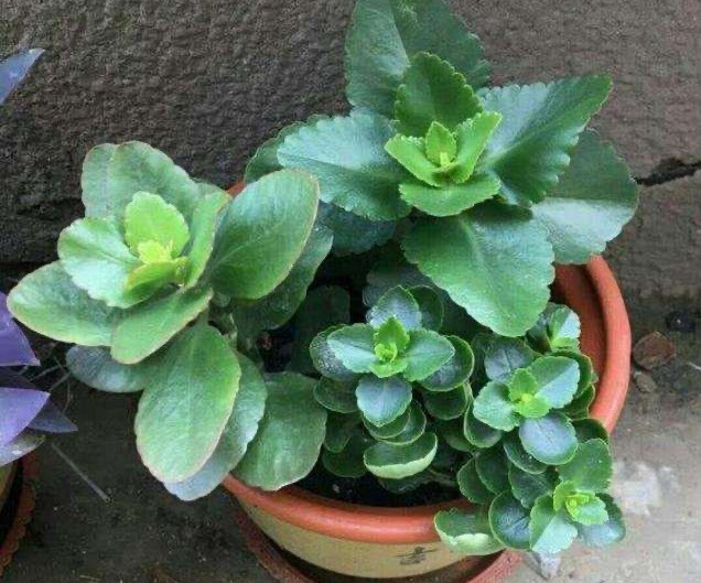 4种好看又好养的绿植，适应能力强，不管不问，照样旺盛绿油油