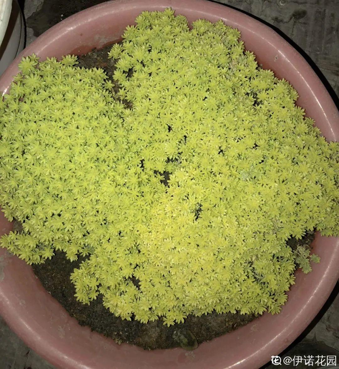 谁说多肉长得慢？养这3种，2个月长成瀑布