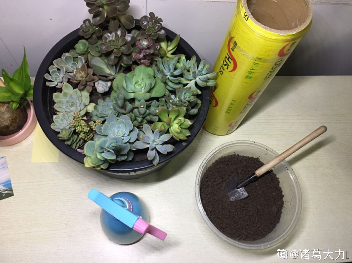 养多肉的两个“难事儿”，一个叶插一个上色，掌握要点是关键