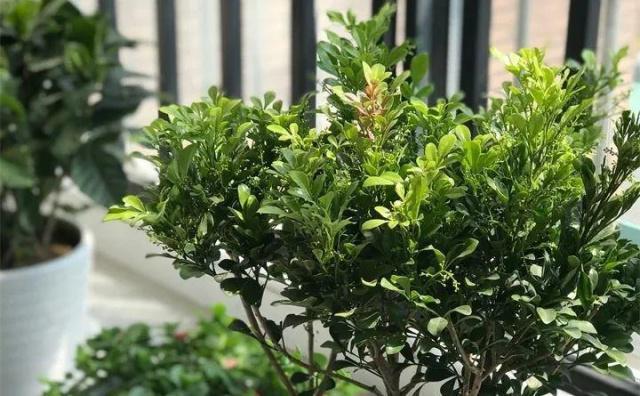 32种花养护大全，新手也能学的会，一年花开好几茬！