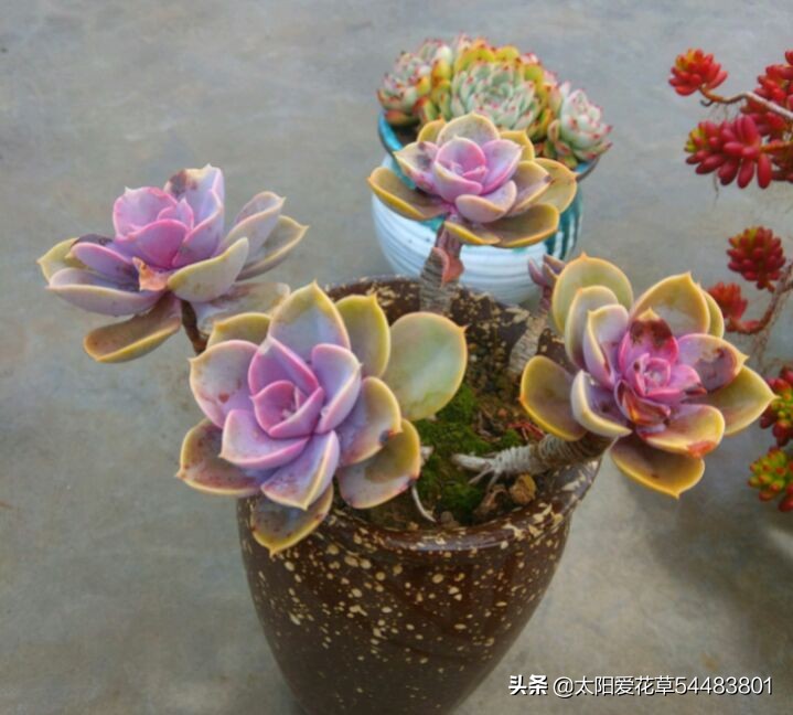 秋天就买这8种多肉，叶片变得红红的，好漂亮