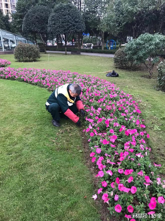 宿根花卉在园林景观的应用场景和品种配置