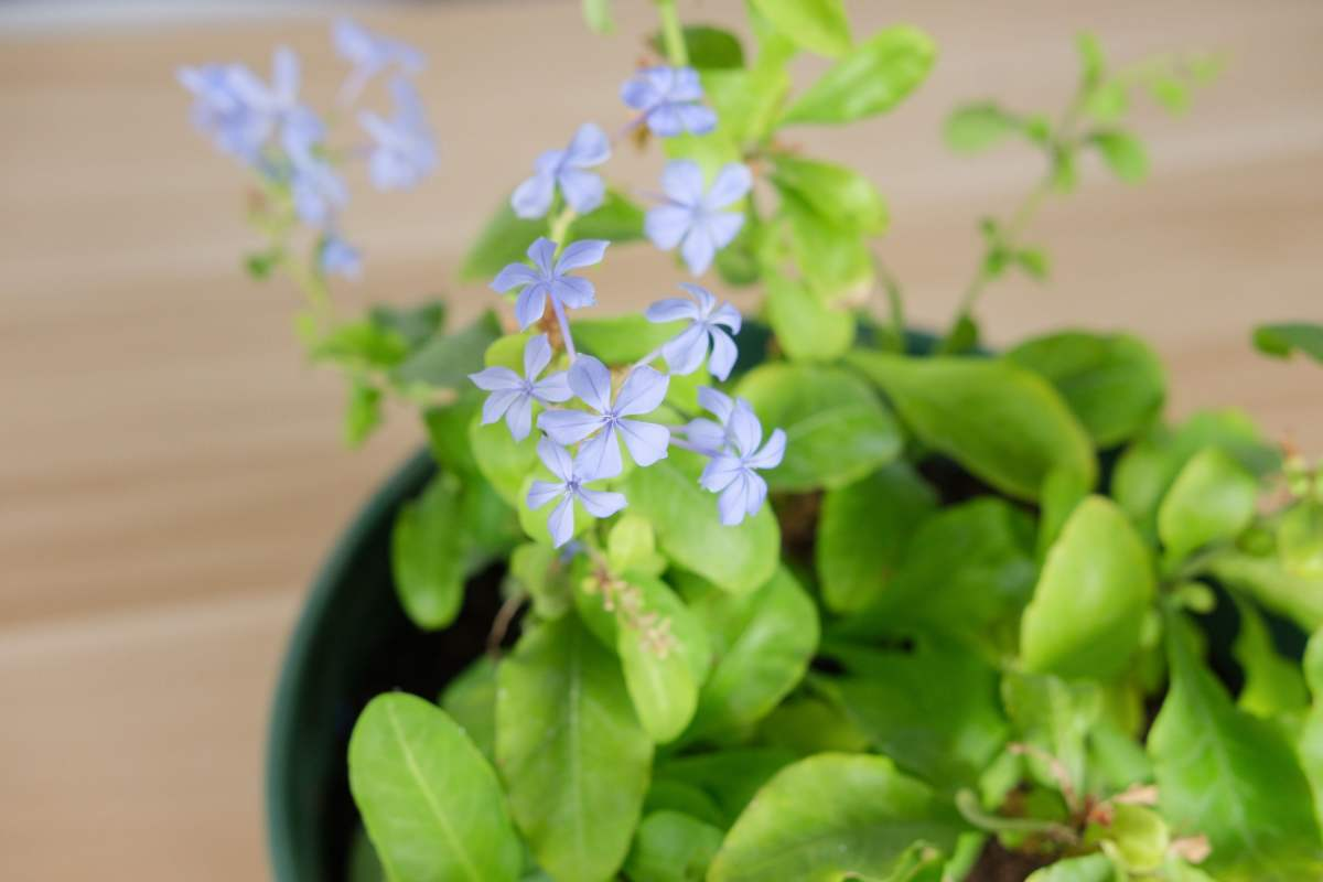 这4种植物生长速度很快，轻松开满整个阳台，急性子不要错过