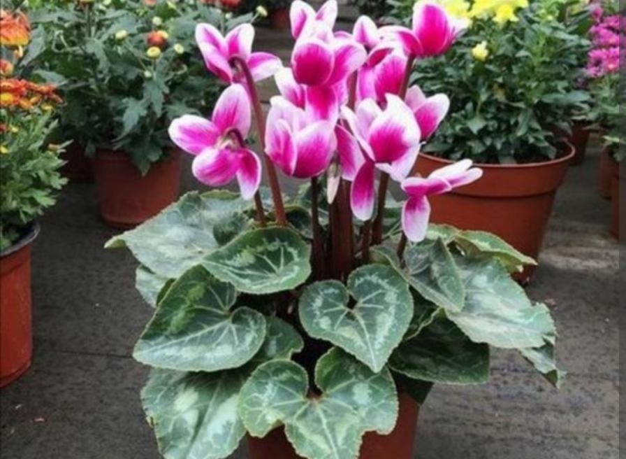 过完年5种花不要再买，花期马上就结束，还不好养
