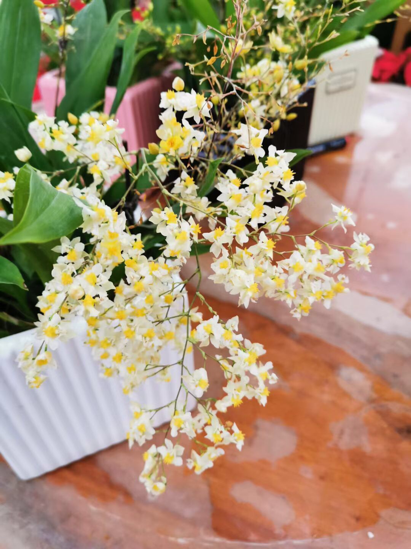 北阳台也能养的花，家里没光照样开花，超适合冬天