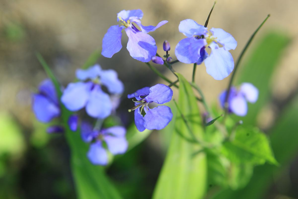 农村院子里种4种花，开春撒种子当年就开花，活脱脱一片花地毯