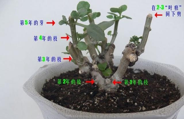 有的长寿花花苞满头，有的花苞寥寥无几，是因为这“4个因素”