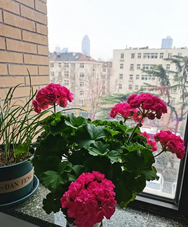 天竺葵新品种“罗莎琳达”，花美如玫瑰，又美又喜庆，耐热好养活