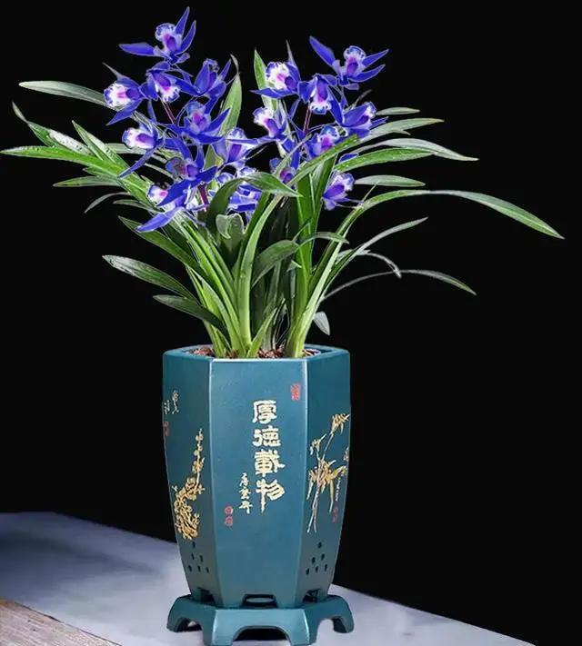 这种懒人花，花色宝蓝，养它几十年，就是“传家宝”