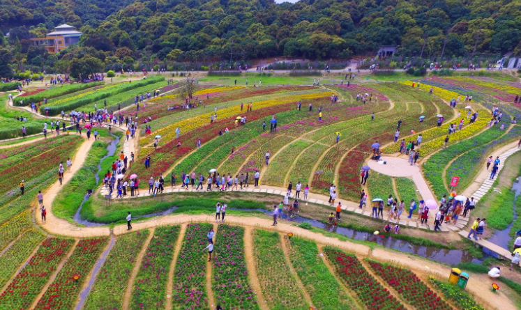 美丽乡愁|乡村绿化美化连载:广东•三中村 美丽乡愁|乡村绿化美化连载:广东•三中村