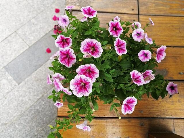 老人常说“5花家里放，运气易不旺”，别不信，还是早些移出去