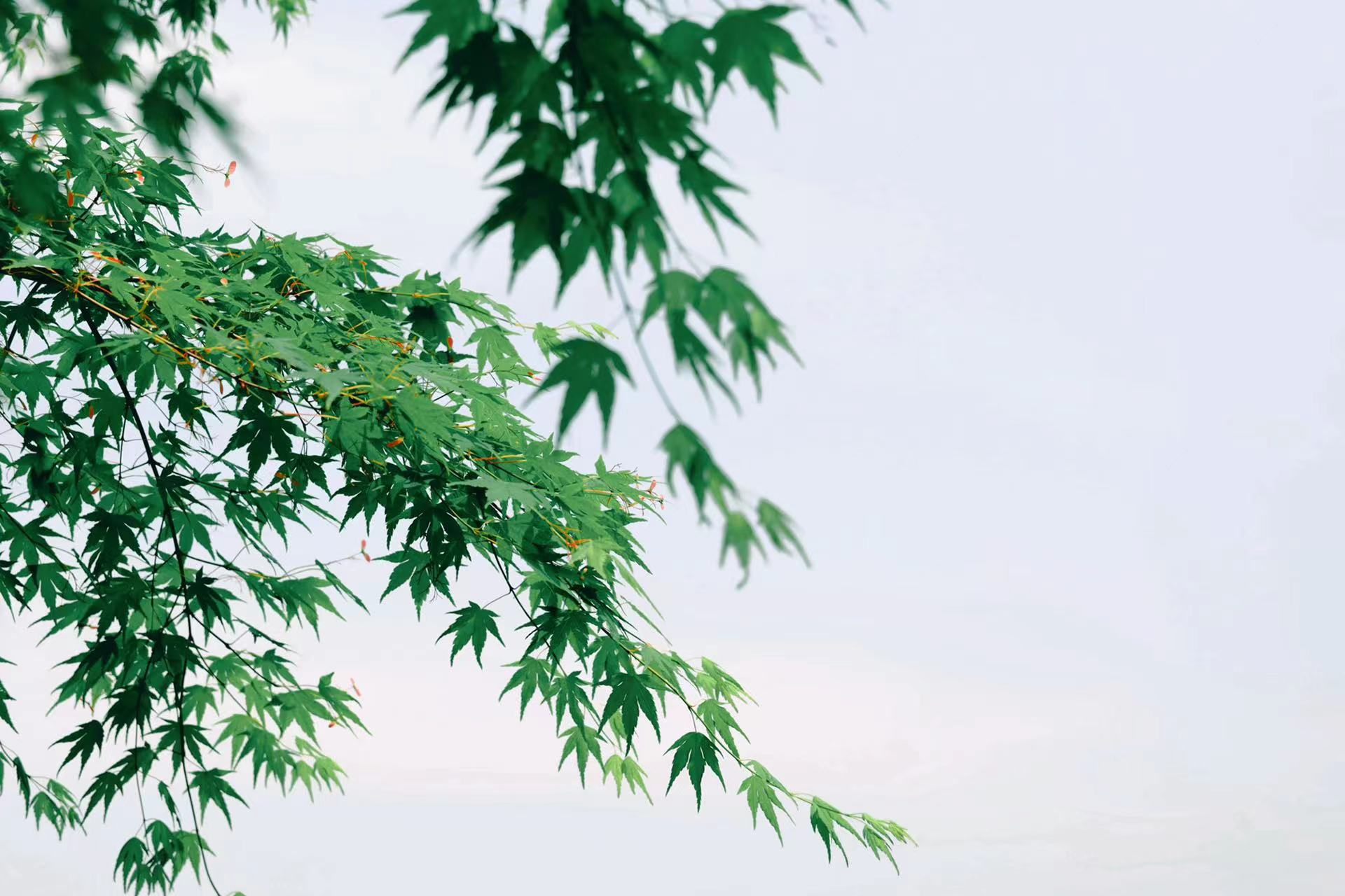 美丽江苏·每日一景｜无锡滨湖：风暖花香 “醉”美马山