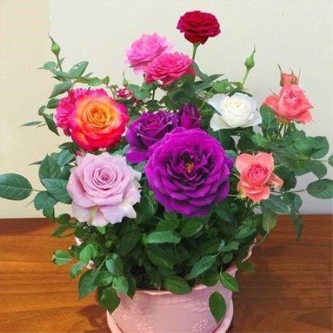 院子再小，也要养盆“它”，一树10色，四季花开，左邻右舍都说香