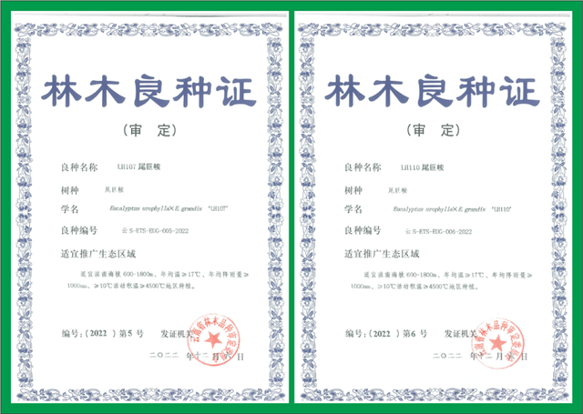 喜讯！景林公司引种驯化的两种尾巨桉获省级良种审定