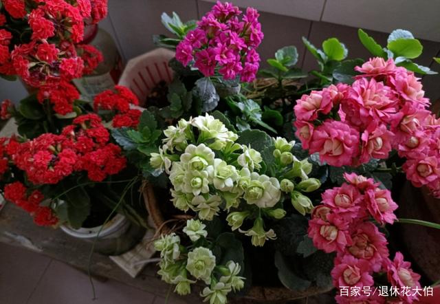 “浅盆少水”养这5种花，盆栽才会长势越来越好