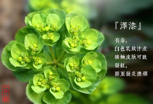 物以稀为贵，绿色花种类少，却同样惊艳，夏天欣赏比红花更清爽