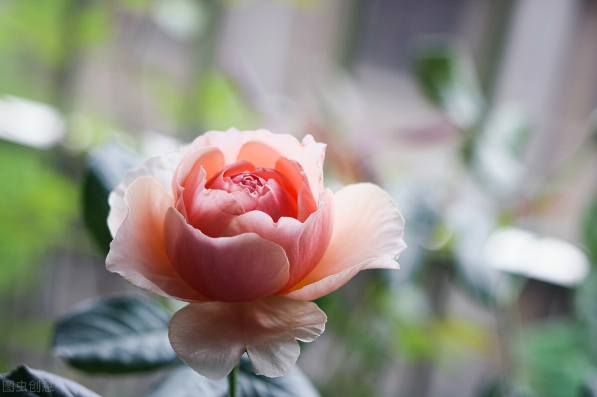 盆栽也能花开不断的藤本月季，小个头，大能量