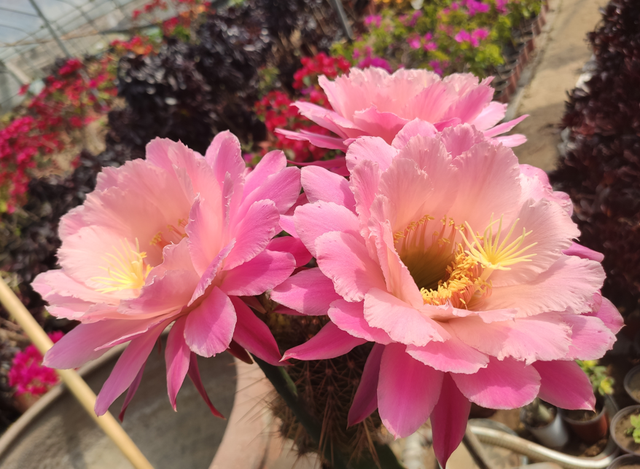 5种“漂亮花”，只有“懒人”能养它，开花贼漂亮
