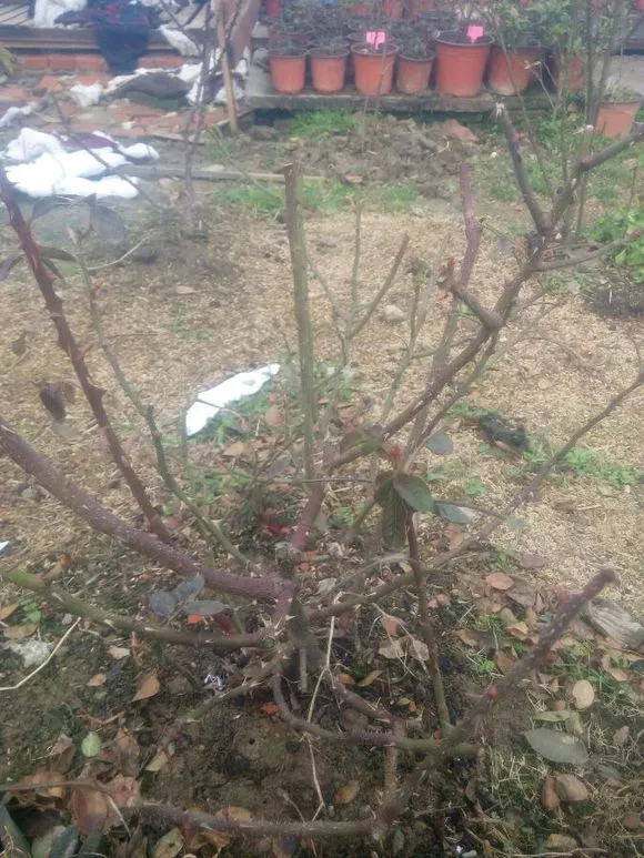 养花施肥有窍门，3种情况不能施，不然花草要遭殃