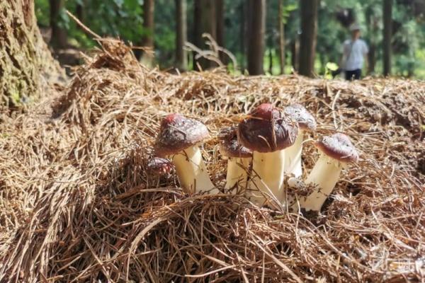 贵州林下经济高质量发展助力乡村振兴