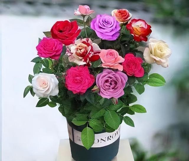 花卉界的“新宠”，一年四季开花，开花时间长