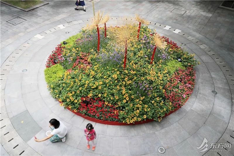 花开庆“七一”，徐汇区这些绿化景观打卡点你找到了吗？