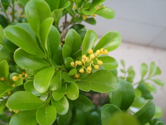 养好米兰花，少不了“4步”，花多味香花色金黄，花期更长