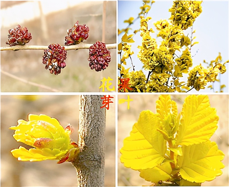 林草科普|金叶榆，中国的“金枝玉叶”