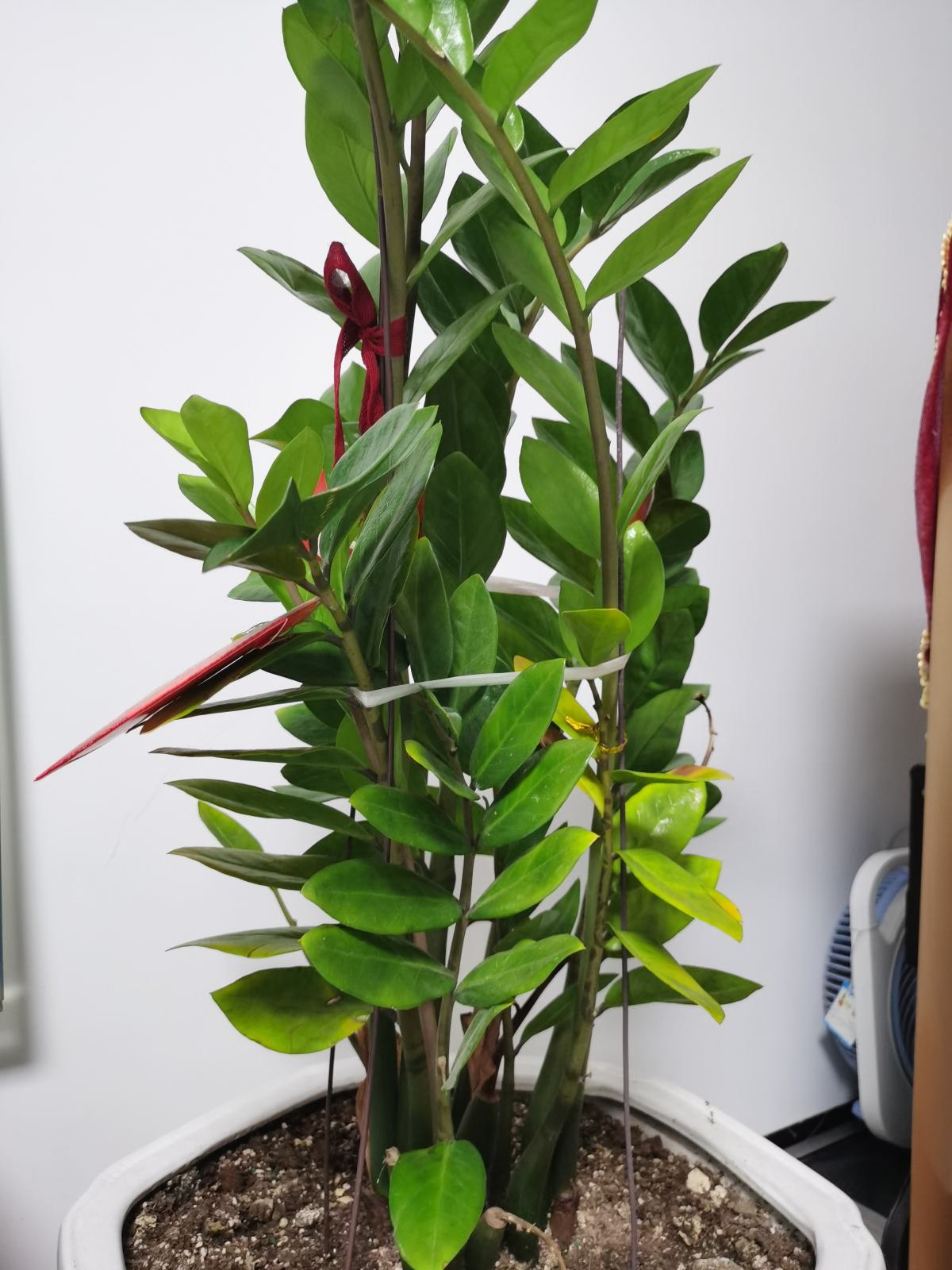 春天换盆，4件事儿要注意，不然植物都死了，只剩下空盆