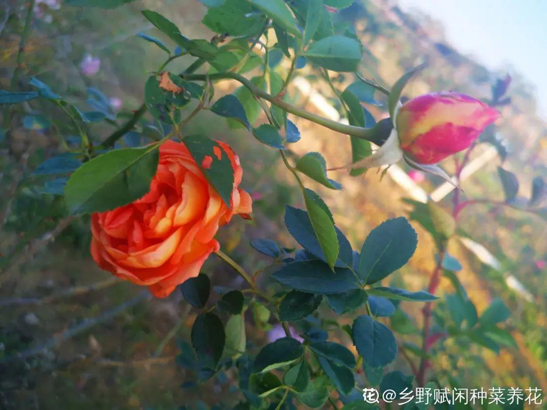植物还是个大光杆，先别施肥，不然新芽都被烧掉