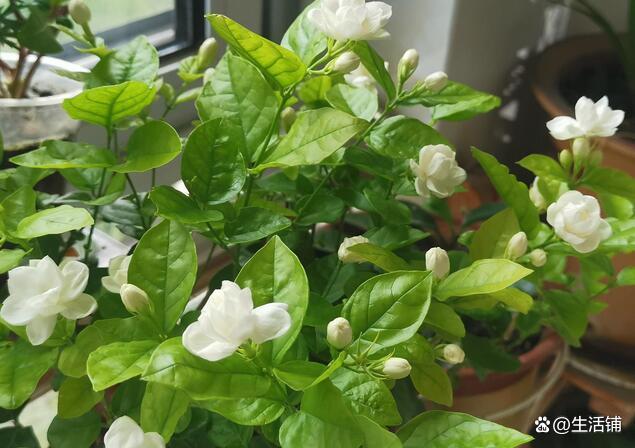 茉莉花叶片发黄怎么办？3个方法来解决，四季翠绿长势旺