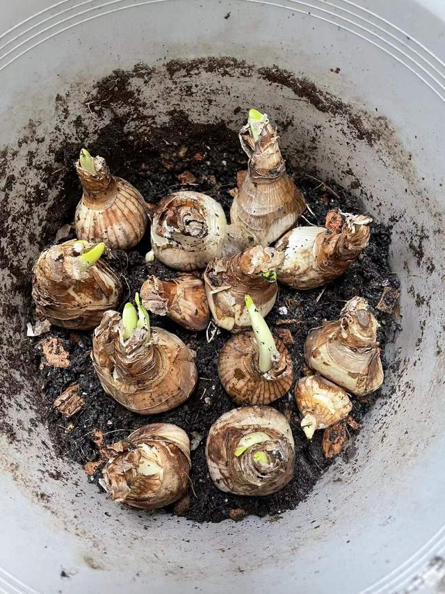 适合冬天室内养的盆栽花—洋水仙，养护容易，香气四溢，值得拥有