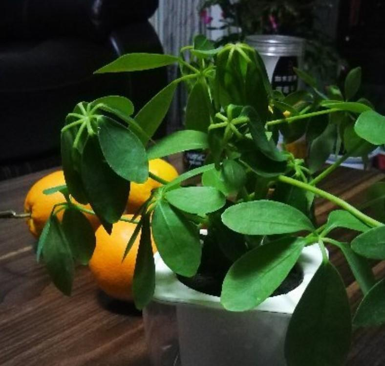 养护鸭掌木的3个技巧，枝繁叶茂，叶子绿油油的