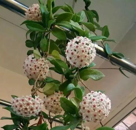 球兰不开花？教你“一招”，夏季也能长花苞，不信你试试