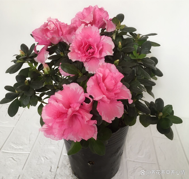 再有钱也不要养5种花，“买花一时爽，养花火葬场”，经验之谈