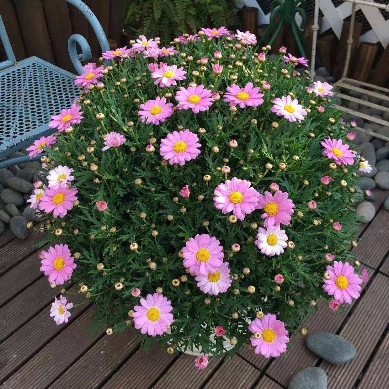 3种繁殖能力强的花，种一棵苗，第二年收获满盆花