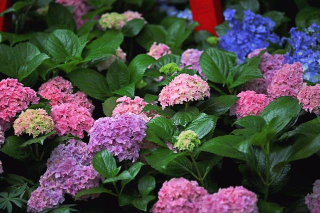 4月养绣球花，教你正确方法，开成一米大花球！