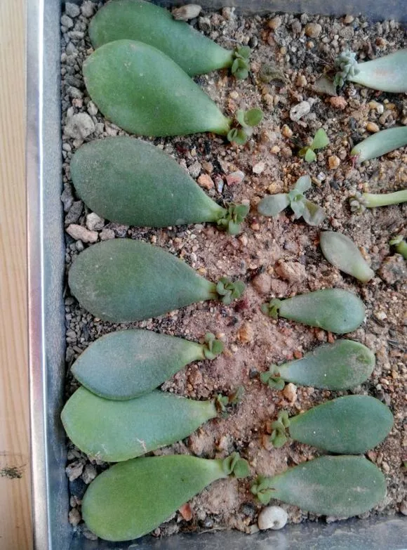 5种花从不买，摘片叶子“摆一摆”，几天就生根