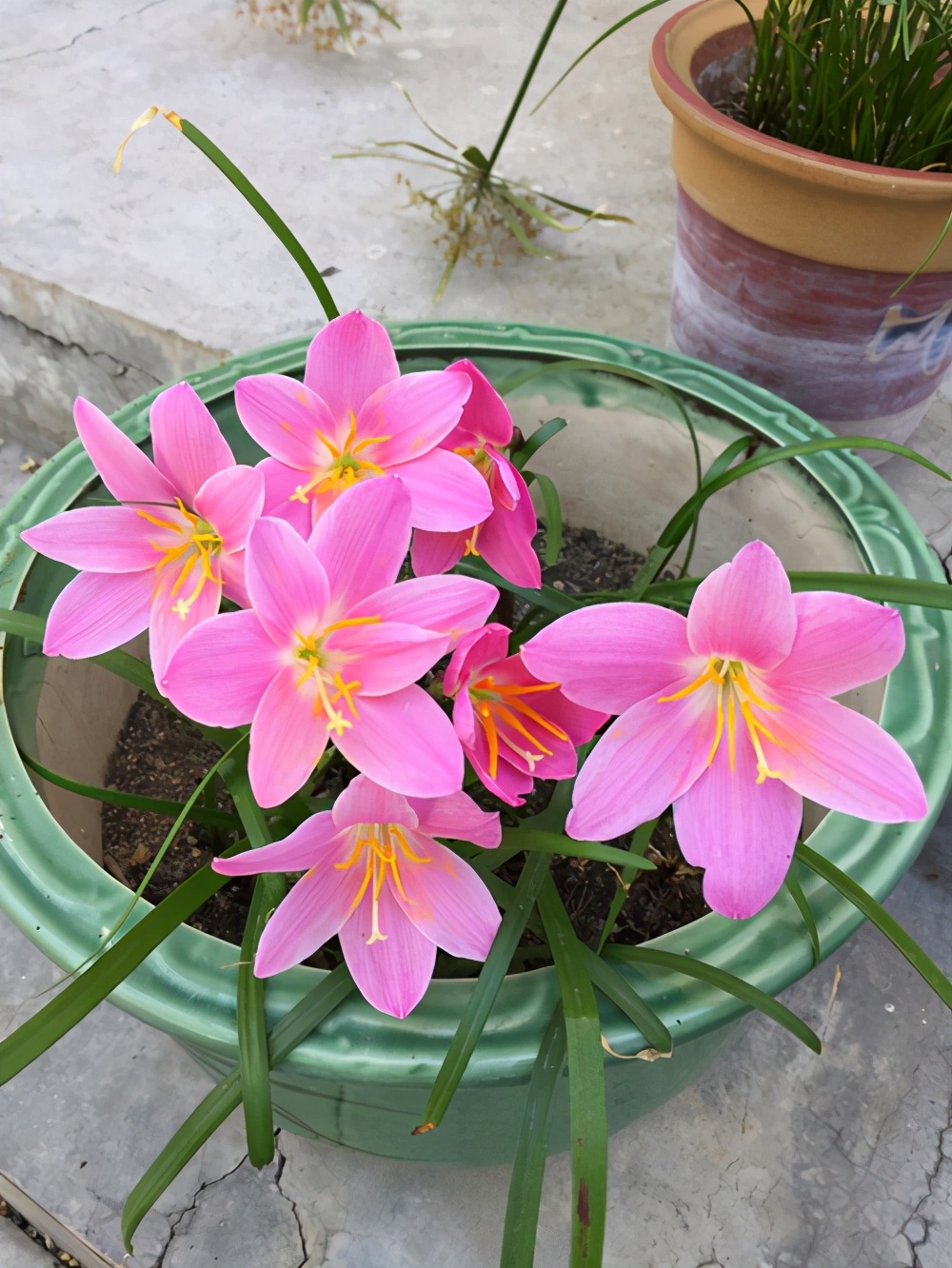 5种封闭阳台养不好的花卉，通风好的环境，可有效降低病虫害