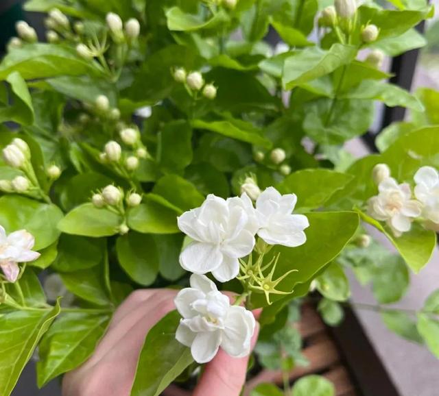 7月初，适合扦插5种花，天气越热生根越快，太省心了